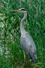 close up of a grey heron in it´s natural habitat