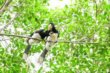 In a complete forest Some days we will find a living black hornbill, living in the forest.