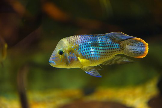 Andinoacara rivulatus - colorful tropical fish in aquarium close up