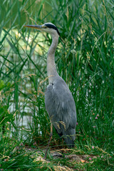 close up of a grey heron in it´s natural habitat