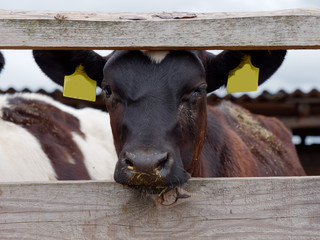 young cows in the paddock eat silage