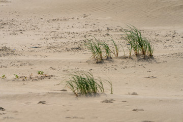 Sanddünen an der Nordseeküste