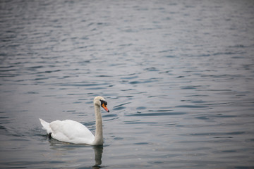 Swan swimming on a pond