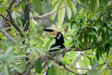 In a complete forest Some days we will find a living black hornbill, living in the forest.