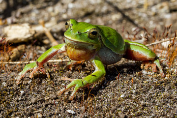 Ein Laubfrosch in der Seitenansicht setzt zum Sprung an