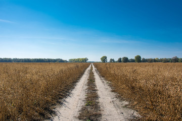 Fototapeta na wymiar Ground road goes through soybean field
