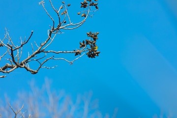 めじろ 青空 ぽつんと 桐の木 1月