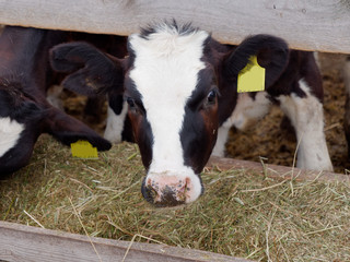 young cows in the paddock eat silage