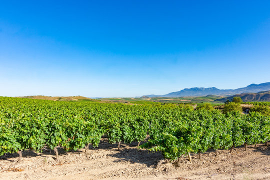 Vineyards In La Rioja, Spain