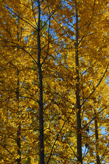 Golden foliage of poplar trees. Nature in autumn.
