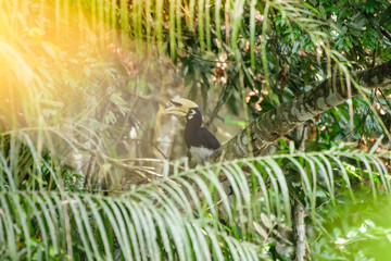 In a complete forest Some days we will find a living black hornbill, living in the forest.