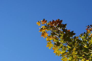 Branch of maple tree with leaves against clear blue sky. Autumn day.