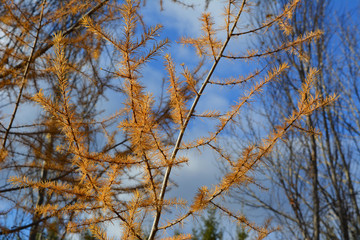 Larch branches with golden needles on the background of blue sky. Autumn day.