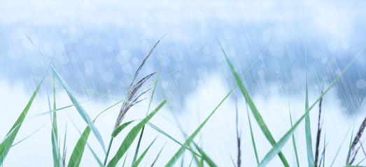 Leaves of grass against the backdrop of the lake during the mushroom rain. Sunny summer warm day.