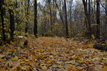 Autumn forest with road of fallen leaves. October day. Nature in fall season.