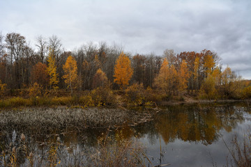 Fototapeta na wymiar Autumn forest reflected in water of lake. November day. Fall season.