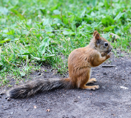 Red squirrel eating a nut on the path in the park without losing vigilance.