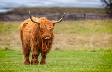 Highland cattle standing in a field
