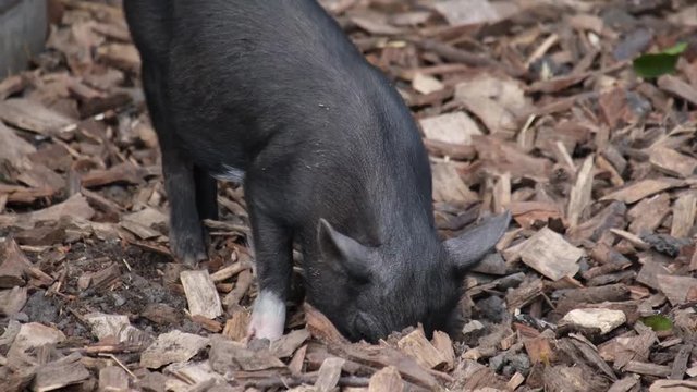 Cochon Noir Images – Browse 36 Stock Photos, Vectors, and Video