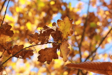 Fototapeta premium Looking up at clear blue sky thru crisp orange and brown autumn leaves