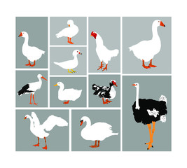 Birds collection vector illustration isolated. Big set of farm poultry and domestic animals. Fowl group. Stork, duck, goose, ostrich, chicken, swan.