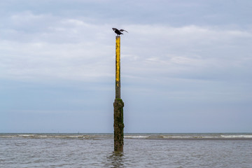 Cormoran s'envole d'un mât de mesure du niveau de la mer. Marée montante, Coxyde, Belgique