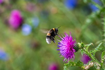 Bumblebee on flower