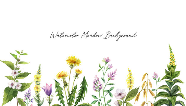 Watercolor hand vector painted banner with field flowers.