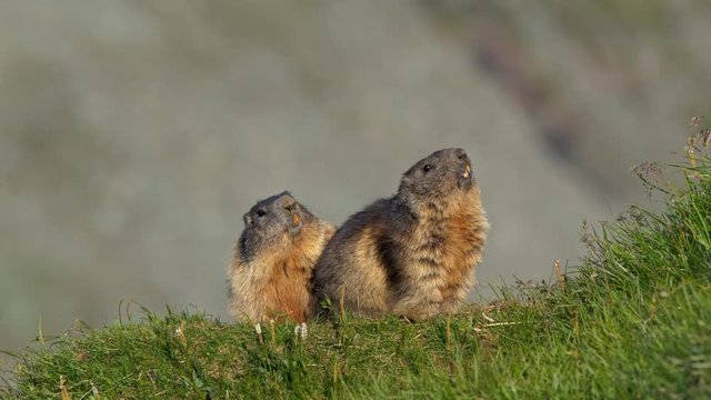 Alpine marmot in the mountains