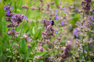 Bumblebee on flower