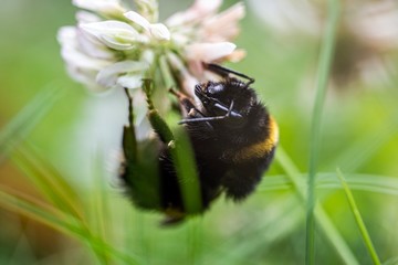Bumblebee on flower