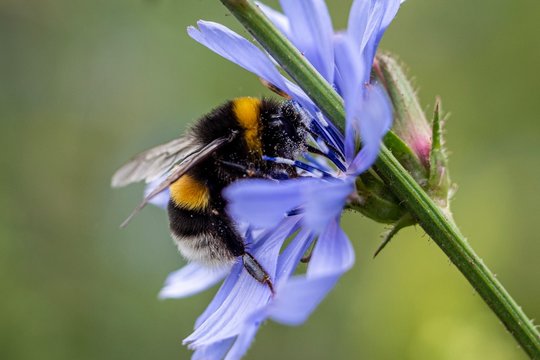 Bumblebee on flower