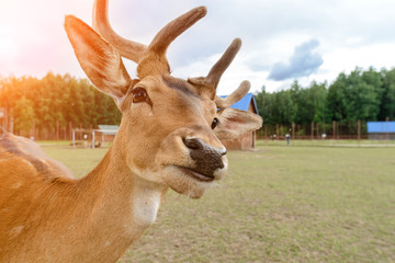 Closeup male deer portrait background