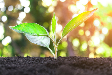 Young sprout. Sapling in the ground. Ecology.