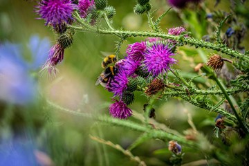 Bumblebeebee on flower