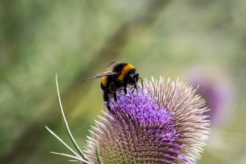 Bumblebee on flower