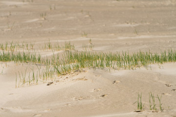 Grasbüschel in Sanddünen