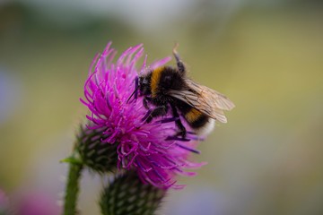 Bumblebee on flower