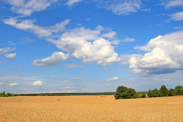 Obraz premium wheat field