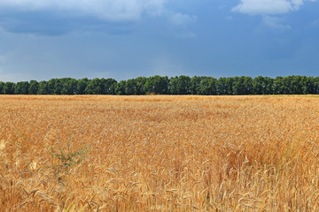wheat field