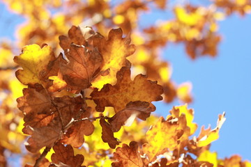Looking up at clear blue sky thru crisp orange and brown autumn leaves