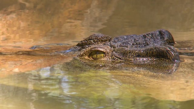 Steady, close up shot of a freshwater crocodile's eye peaking just about the water surface, the croc dives below the water and out of frame.