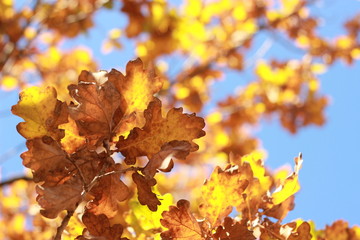 Looking up at clear blue sky thru crisp orange and brown autumn leaves