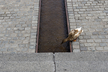 Ente am Phoenixsee