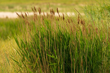 Grasbüschel in der Wiese
