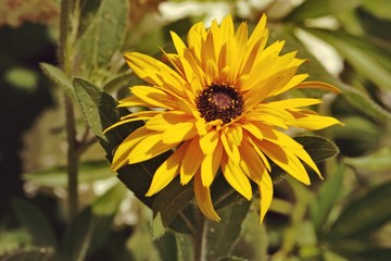 sunflower in the garden