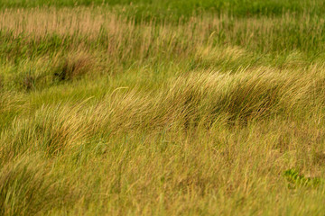 Wiese mit Gräser