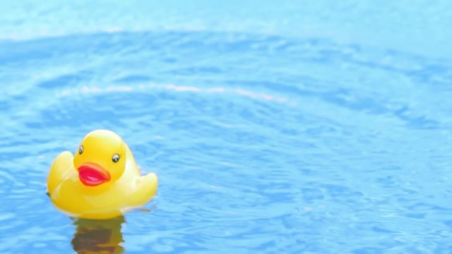 Rubber duck on blue water surface