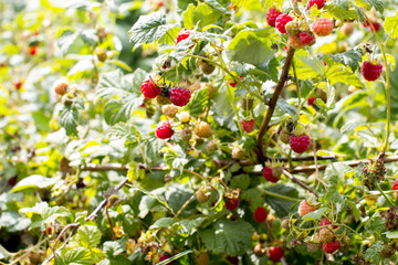 Harvesting raspberries. red ripe berry.