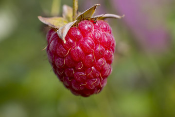 Harvesting raspberries. red ripe berry.